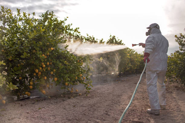 Best Termite Control Services  in West Wyomissing, PA