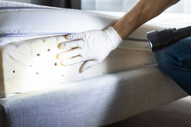 Best Mosquito Control Services  in West Wyomissing, PA