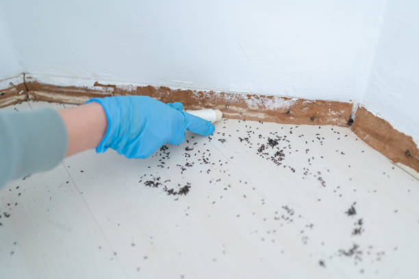 Trusted West Wyomissing, PA Pest Control Experts